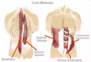 musculos del core para fortalecer columna