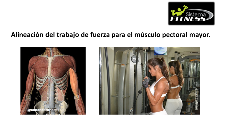 alineacion fuerza biceps
