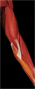 flexor_carpo_radial