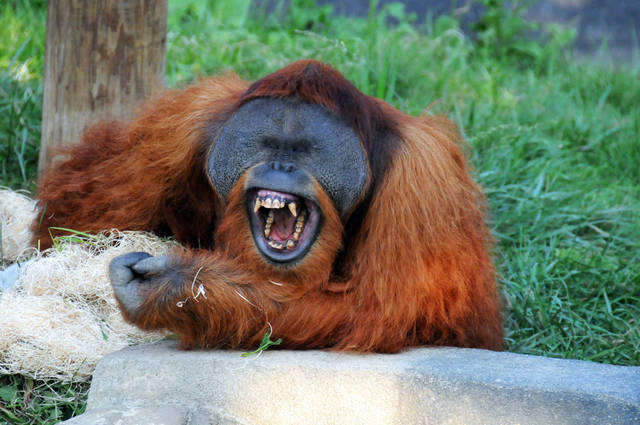 orangutan