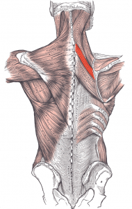 MusculoRomboidesMenor