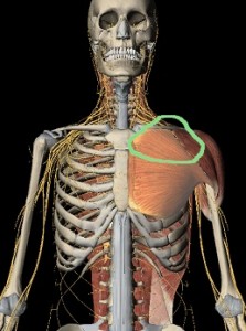 PM pectoral mayor clavicular