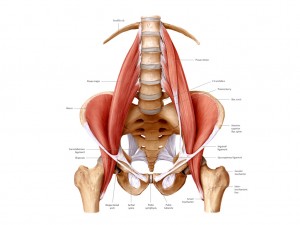 psoas