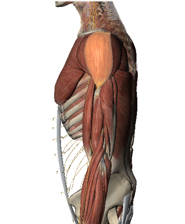 DeltoidesLateral