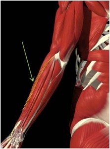 extensor carpo radial breve